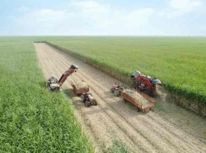 مدیرعامل شرکت توسعه نیشکر خبر داد: برداشت نیشکر از ابتدای فصل، ۱۰۰ درصد سبز انجام شده است/ امسال ناوگان برداشت نیشکر با ۹ هاروستر جدید تقویت شد